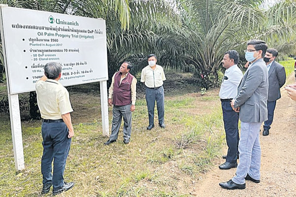 Oil Farm Cultivation