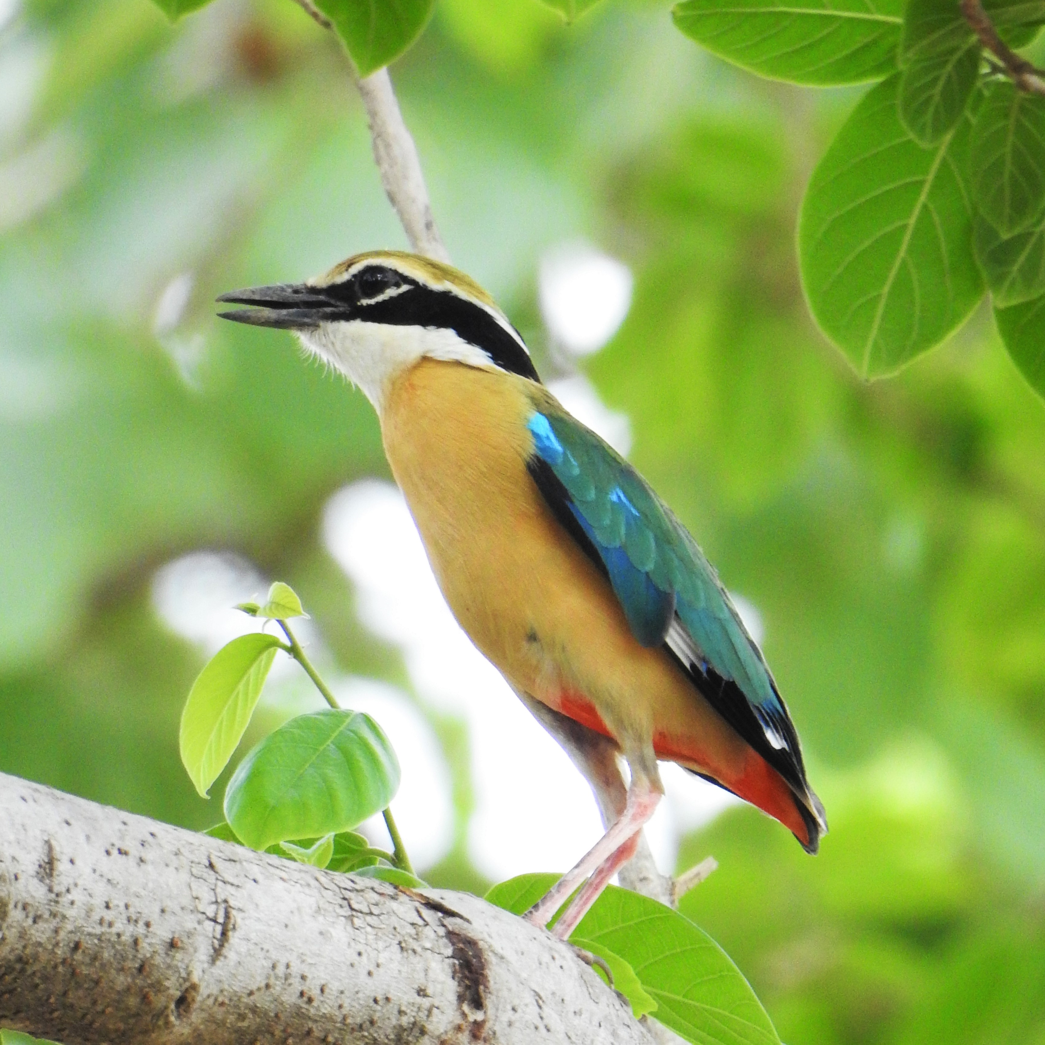 Summer Bird Survey at Panna Tiger Reserve