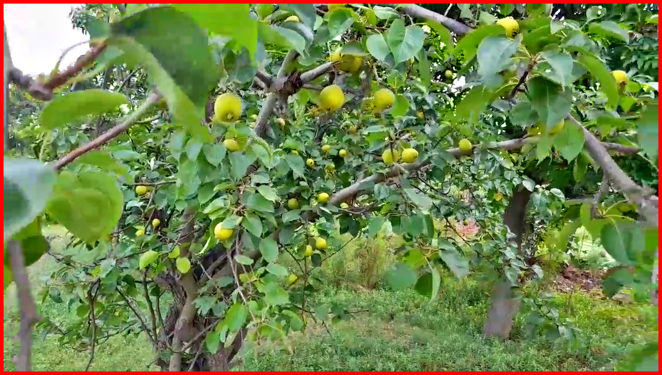 Mango Crop Damage In Panipat