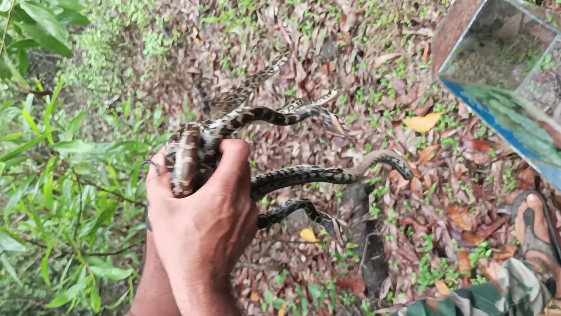 8 Python hatchlings born