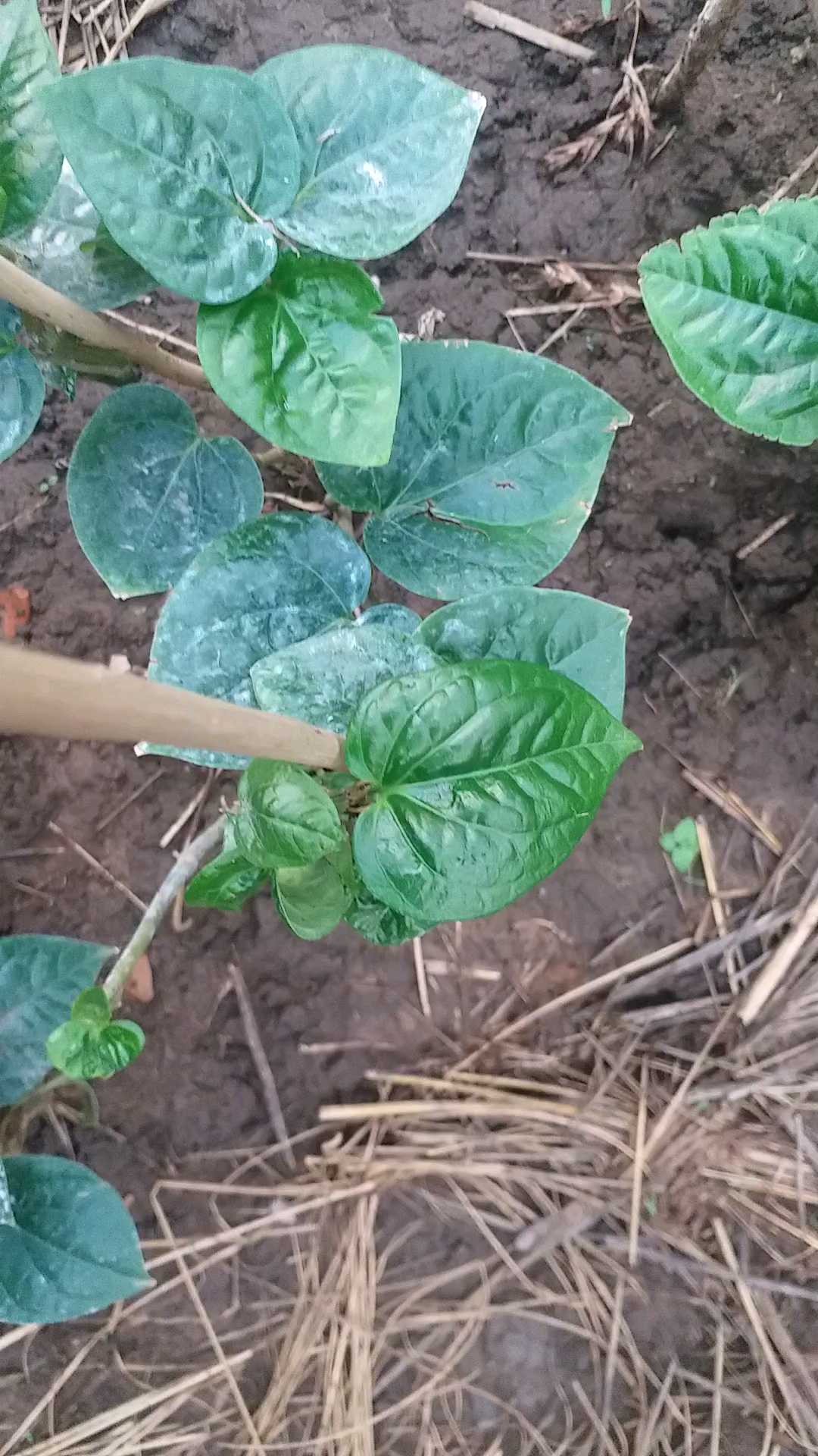 paan of Bundelkhand Bangla