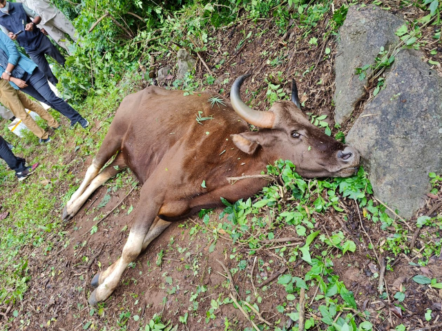 ಕಾಡೆಮ್ಮೆ ಮೃತಪಟ್ಟಿರುವುದು