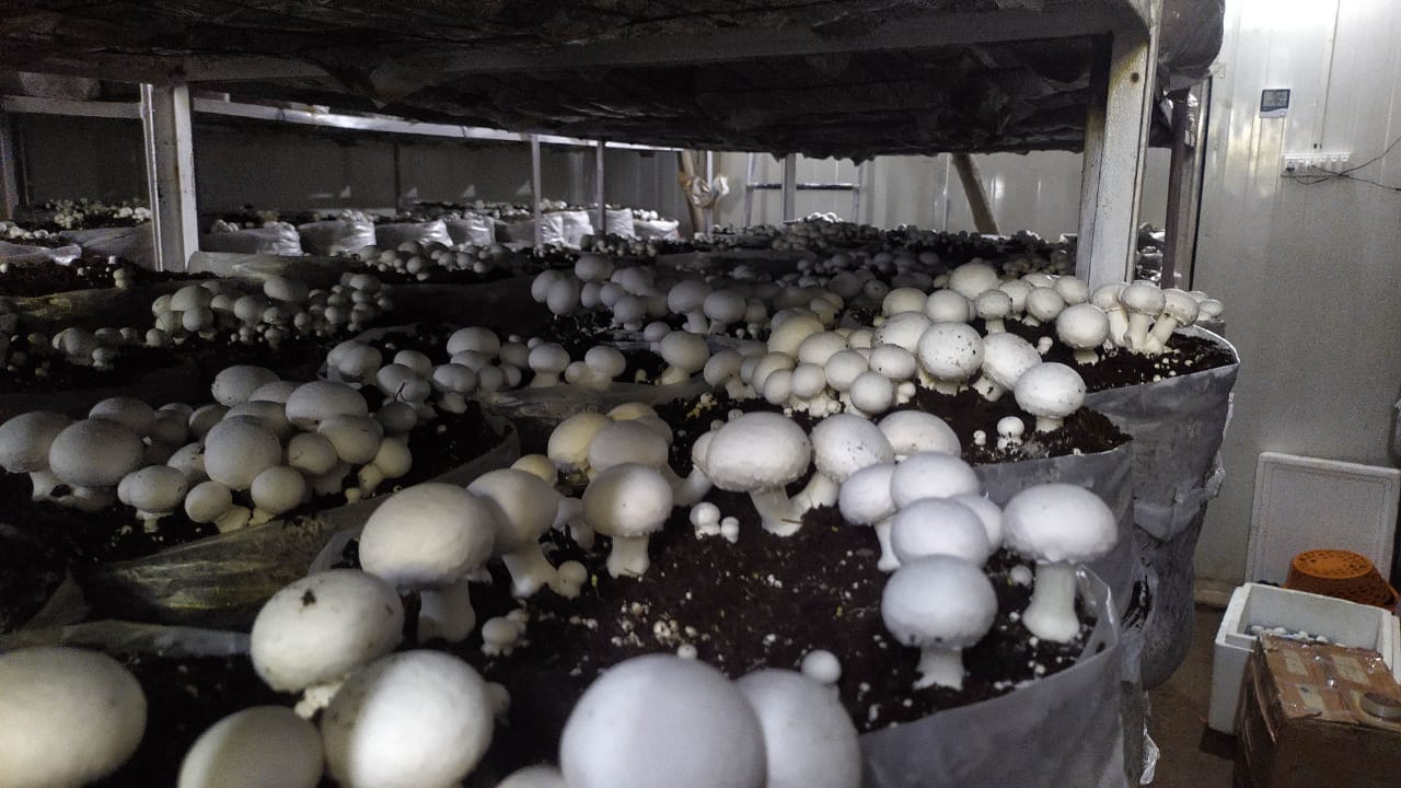 mechanical engineer archit making profit from mushroom farming