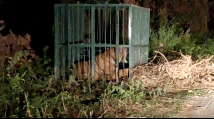 lakhimpur-kheri tigress