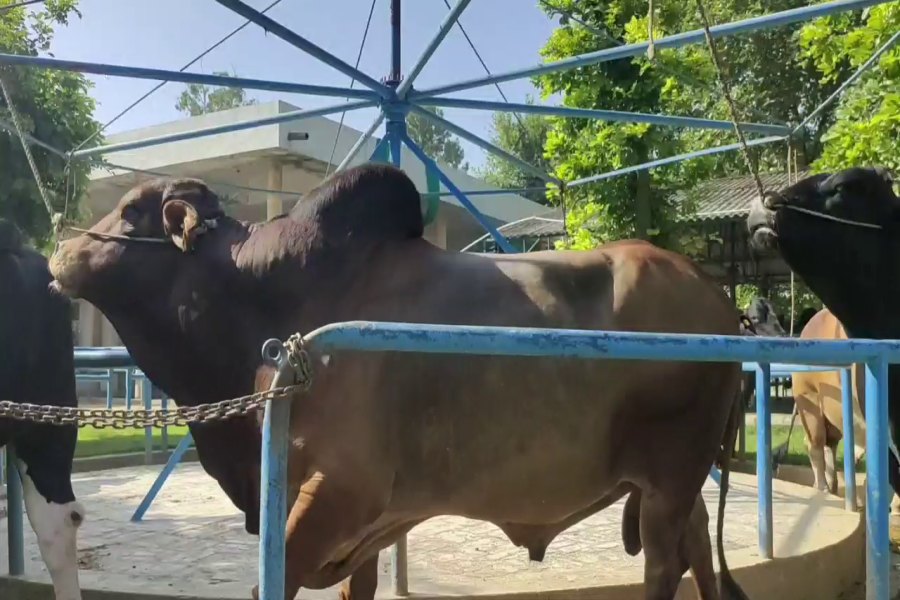 bull gym in karnal