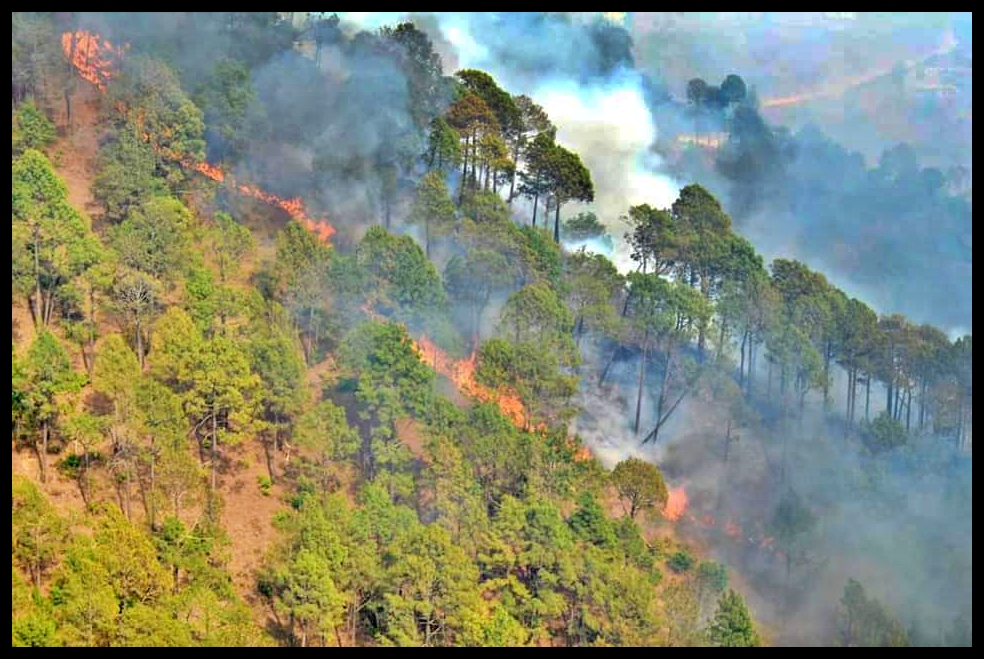 forest fire in himachal