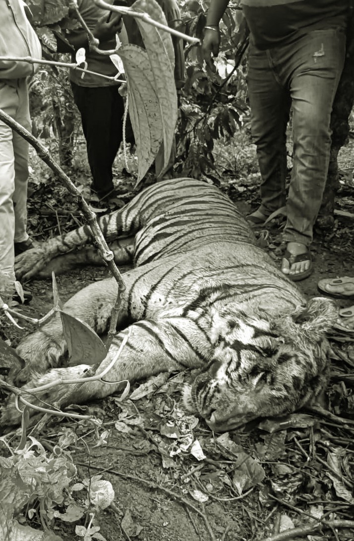 Detection of tiger carcass in a coffee plantation