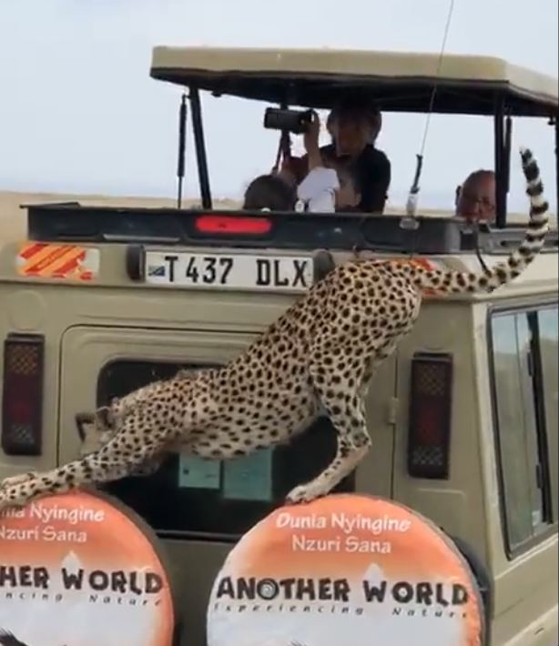 Cheetah Viral Video