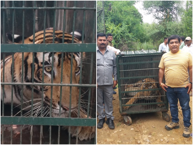 Tiger in Nahargarh Biological Park