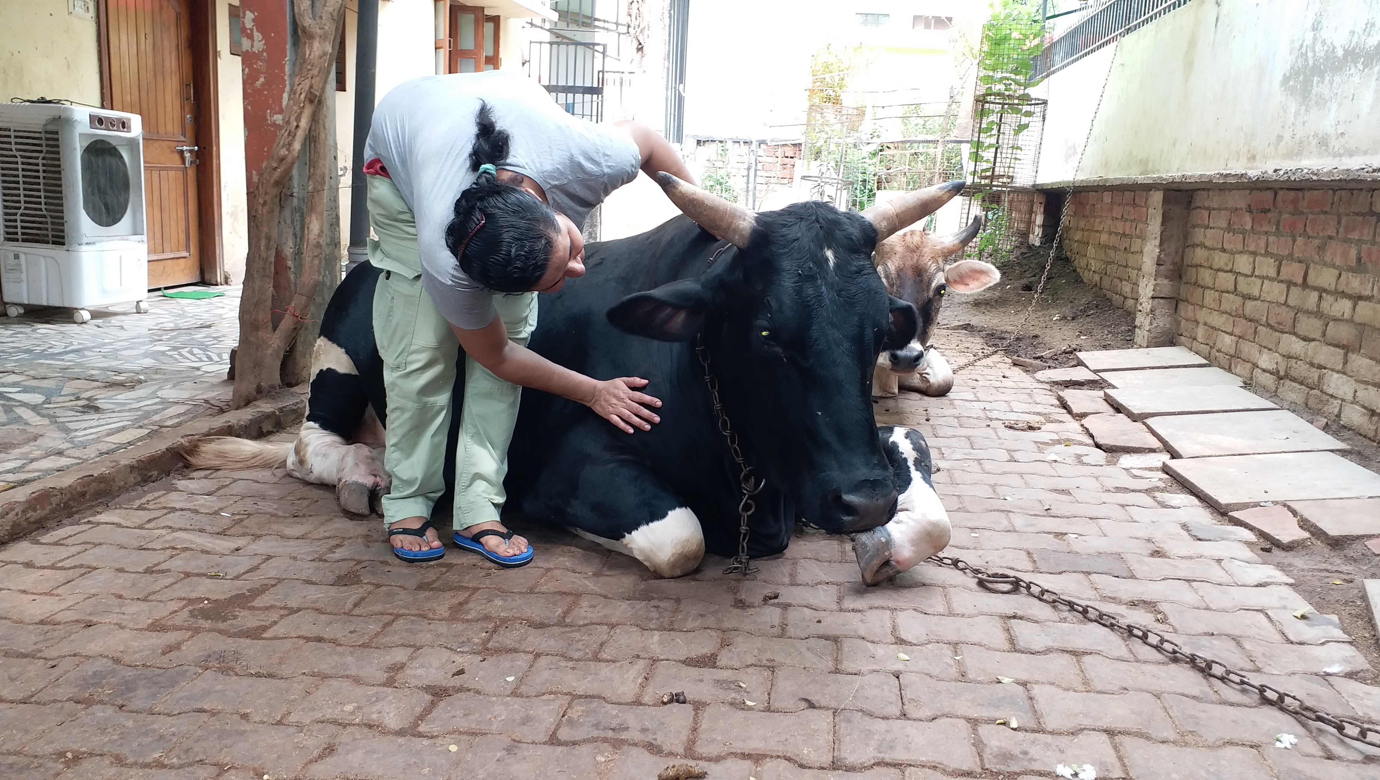 காயமுற்ற விலங்குகளுக்காக வீட்டை வனமாக்கிய வாரணாசி இளம்பெண்ணின் சுவாரஷ்ய வாழ்க்கை!