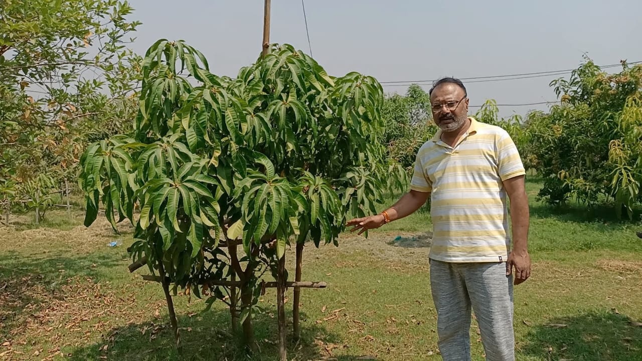 Mangoes of foreign variety being grown in Jabalpur