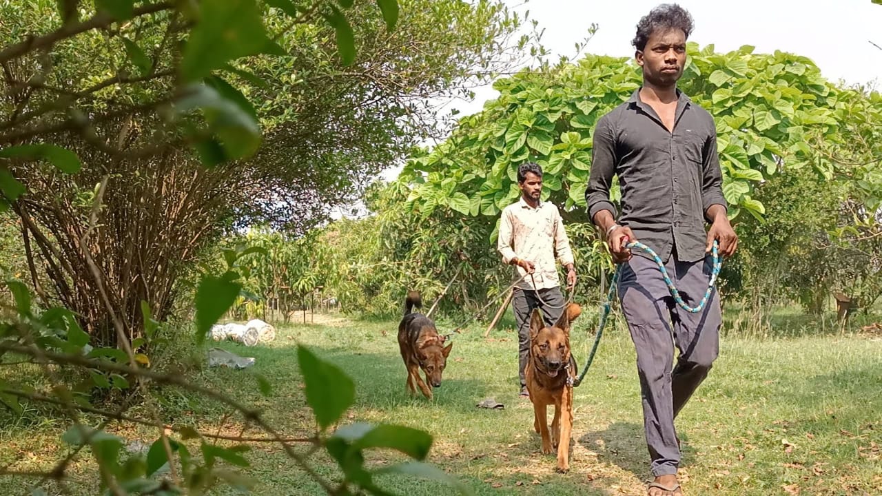 Mango theft despite tight security