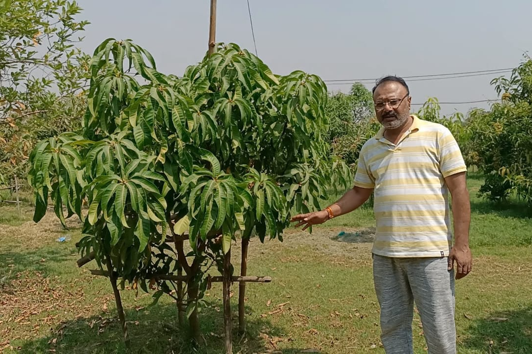 Costly Miyazaki Mango Stolen despite Z plus security in Jabalpur Madhya Pradesh