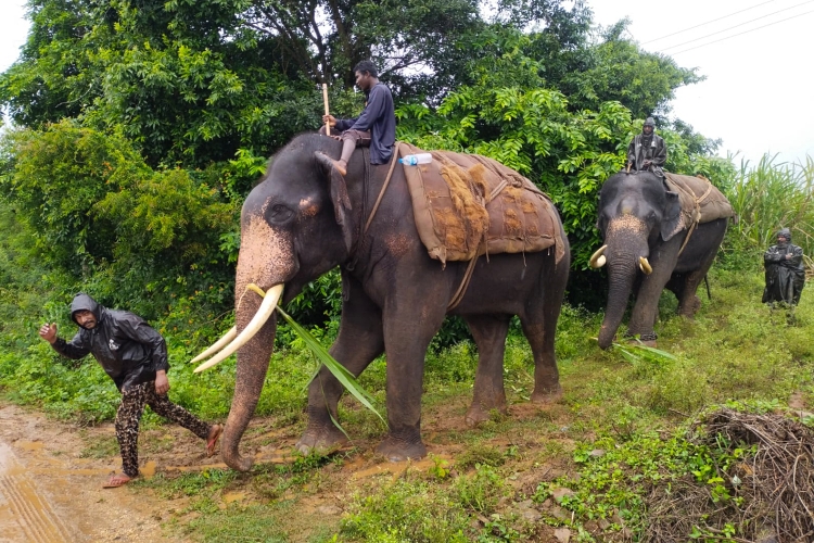 Forest Department personnel operating with elephants