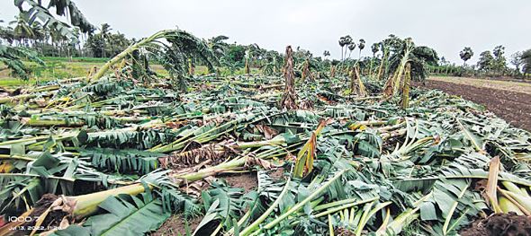 నేలకూలిన అరటి పంట