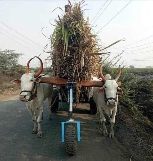 Rolling Supporter for Bull