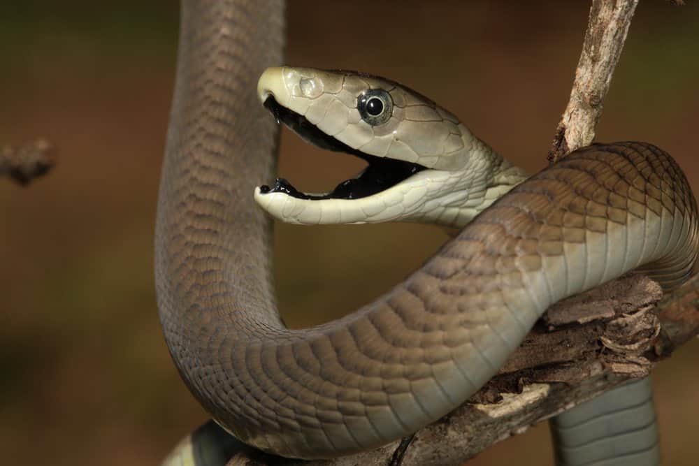 ലോക പാമ്പ് ദിനം  Five deadliest snakes  deadliest snakes  World Snake Day  മാരക വിഷ പാമ്പുകളെ സൂക്ഷിക്കണം  പാമ്പുകള്‍ പല തരത്തിലുണ്ട്  ബ്ലാക്ക് മാംബ  രാജവെമ്പാല  ഫെർ ഡി ലാൻസ്  ബൂംസ്ലാംഗ്‌  റസല്‍സ് വൈപ്പര്‍