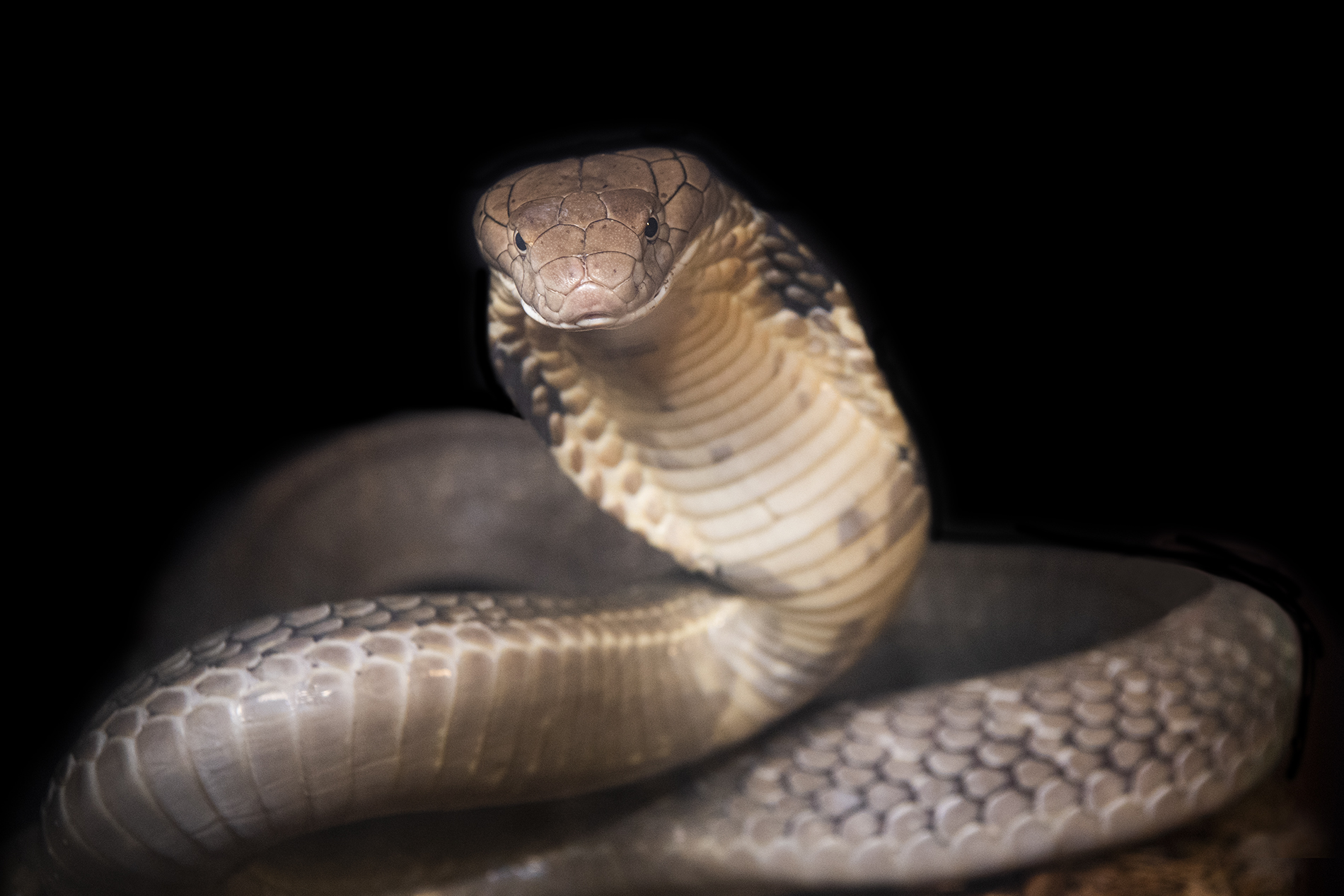 ലോക പാമ്പ് ദിനം  Five deadliest snakes  deadliest snakes  World Snake Day  മാരക വിഷ പാമ്പുകളെ സൂക്ഷിക്കണം  പാമ്പുകള്‍ പല തരത്തിലുണ്ട്  ബ്ലാക്ക് മാംബ  രാജവെമ്പാല  ഫെർ ഡി ലാൻസ്  ബൂംസ്ലാംഗ്‌  റസല്‍സ് വൈപ്പര്‍