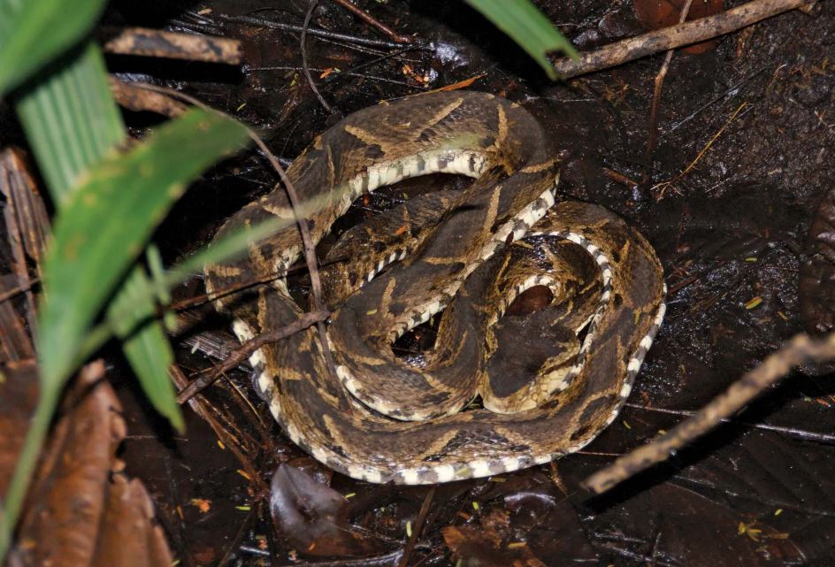 ലോക പാമ്പ് ദിനം  Five deadliest snakes  deadliest snakes  World Snake Day  മാരക വിഷ പാമ്പുകളെ സൂക്ഷിക്കണം  പാമ്പുകള്‍ പല തരത്തിലുണ്ട്  ബ്ലാക്ക് മാംബ  രാജവെമ്പാല  ഫെർ ഡി ലാൻസ്  ബൂംസ്ലാംഗ്‌  റസല്‍സ് വൈപ്പര്‍