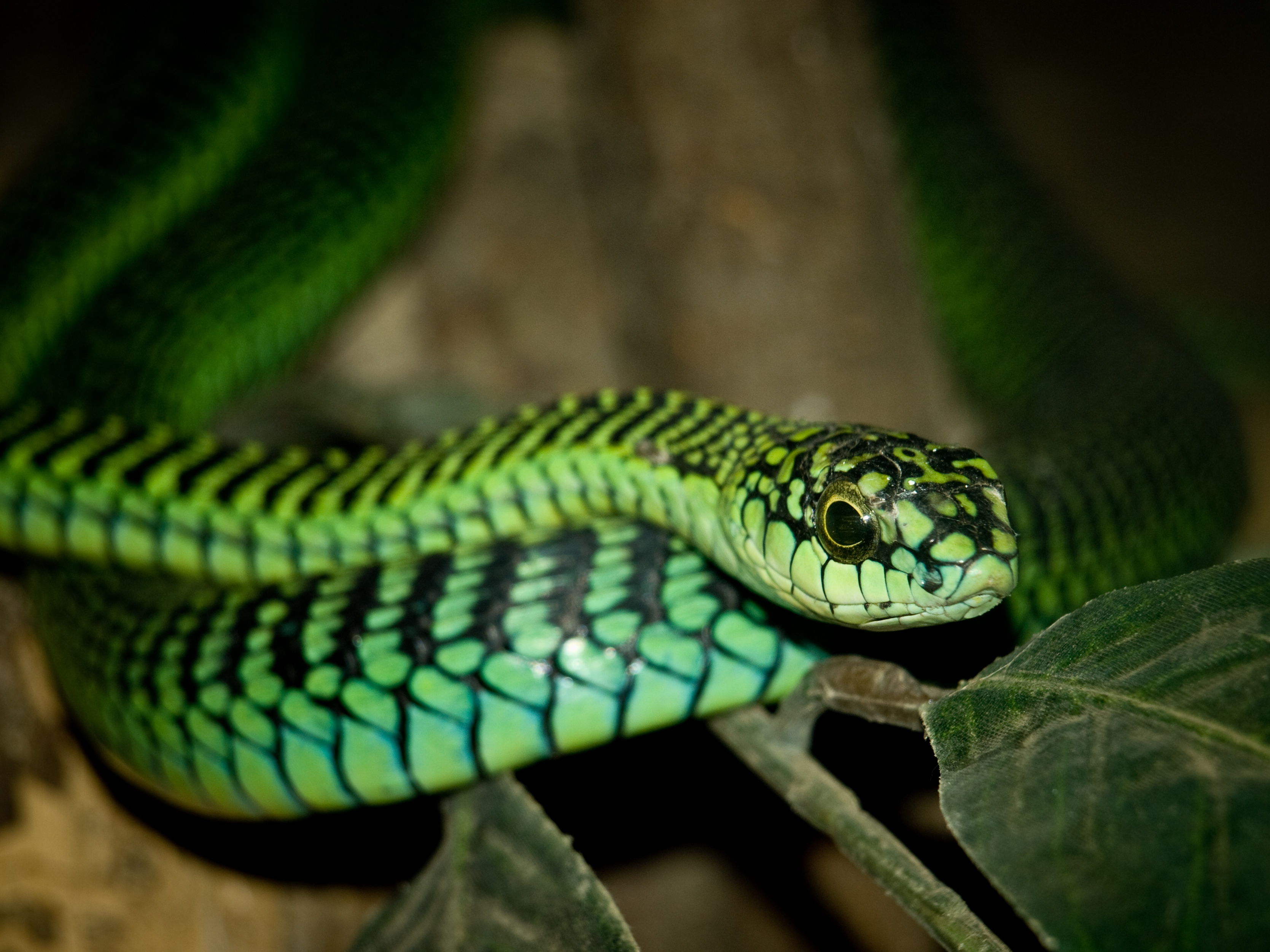 ലോക പാമ്പ് ദിനം  Five deadliest snakes  deadliest snakes  World Snake Day  മാരക വിഷ പാമ്പുകളെ സൂക്ഷിക്കണം  പാമ്പുകള്‍ പല തരത്തിലുണ്ട്  ബ്ലാക്ക് മാംബ  രാജവെമ്പാല  ഫെർ ഡി ലാൻസ്  ബൂംസ്ലാംഗ്‌  റസല്‍സ് വൈപ്പര്‍