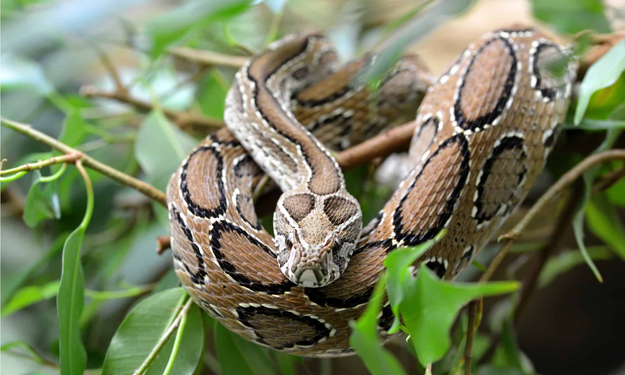 ലോക പാമ്പ് ദിനം  Five deadliest snakes  deadliest snakes  World Snake Day  മാരക വിഷ പാമ്പുകളെ സൂക്ഷിക്കണം  പാമ്പുകള്‍ പല തരത്തിലുണ്ട്  ബ്ലാക്ക് മാംബ  രാജവെമ്പാല  ഫെർ ഡി ലാൻസ്  ബൂംസ്ലാംഗ്‌  റസല്‍സ് വൈപ്പര്‍