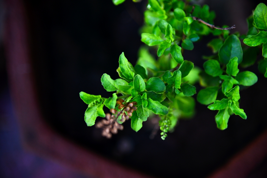 ତୁଳସୀ ପତ୍ର (Tulsi/Holy basil)