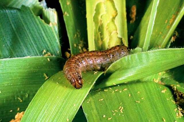 Fall armyworm insect