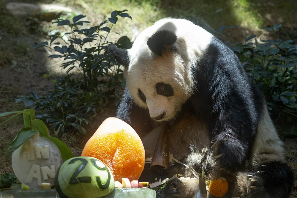 An An dies in Hong Kong  oldest male giant panda An An  An An dies  ആൻ ആൻ പാണ്ട മരിച്ചു  ലോകത്തിലെ ഏറ്റവും പ്രായം ചെന്ന ആൺ ഭീമൻ പാണ്ട ആൻ ആൻ