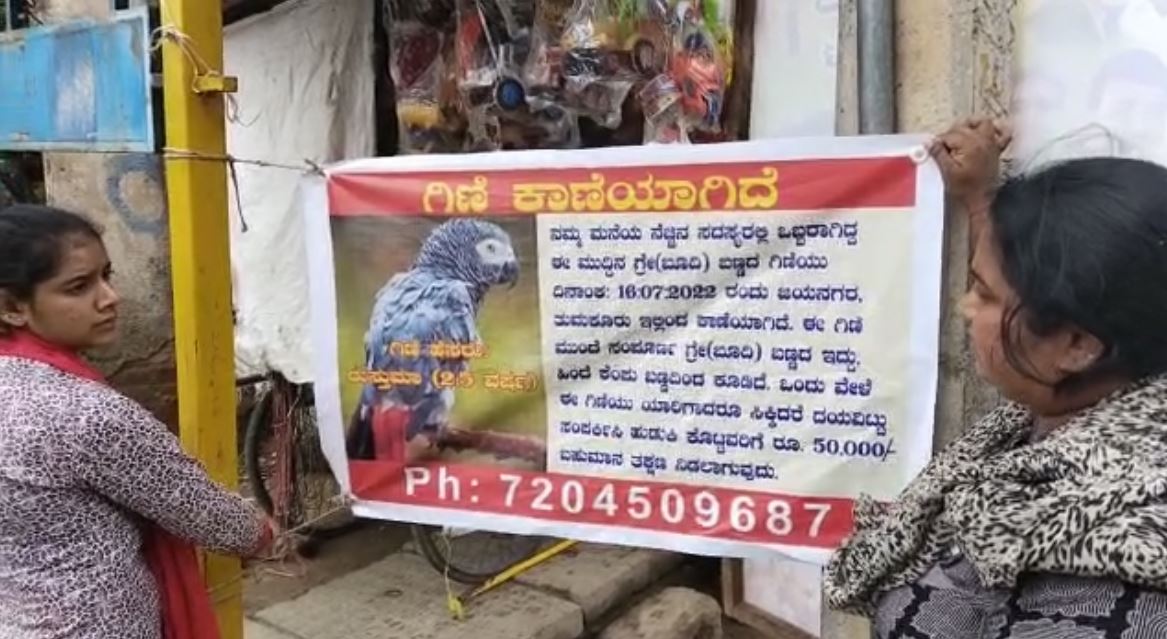 Karnataka: Missing parrot Rustuma found, owner gave a reward of 85 thousand