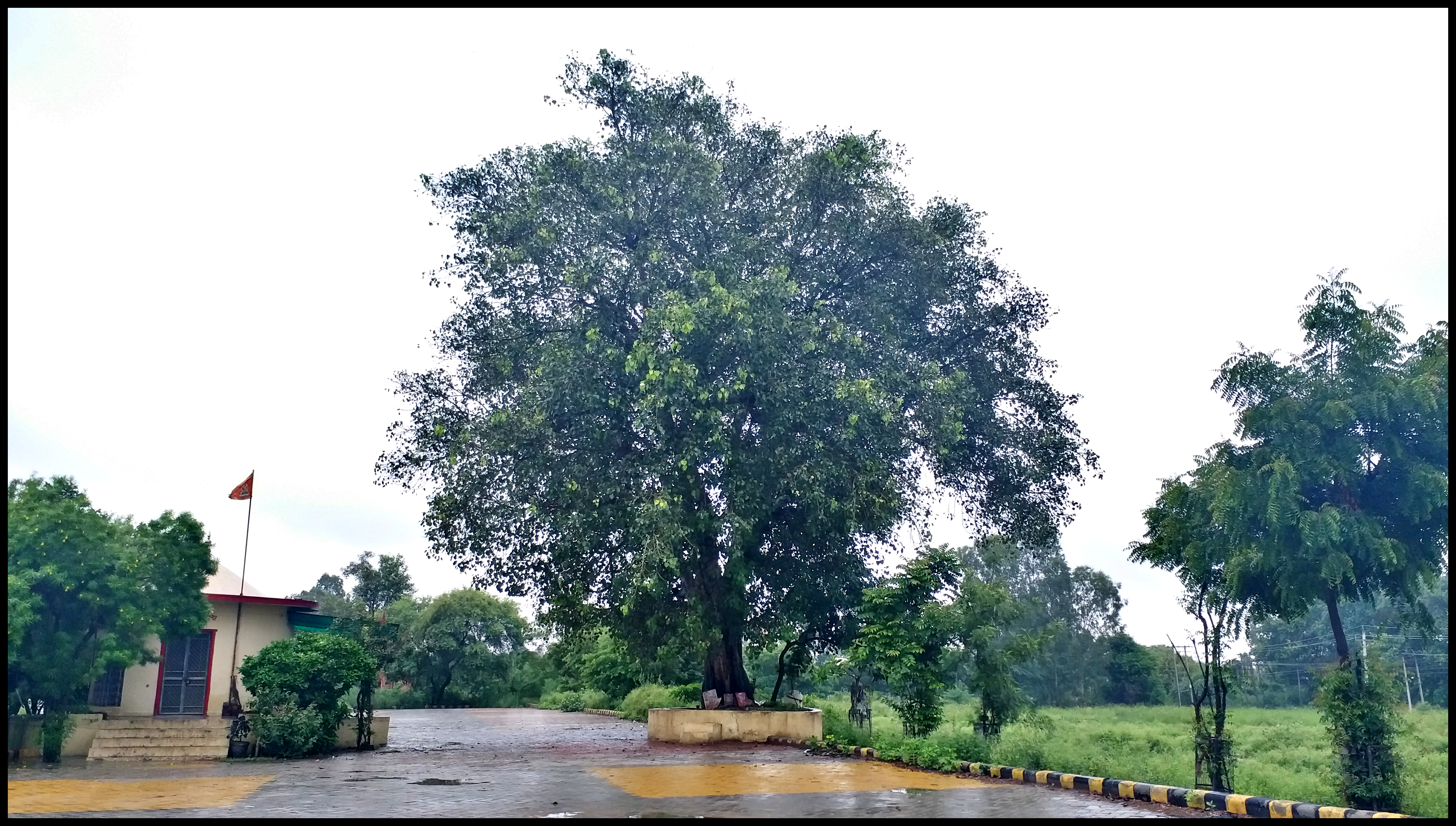 trees plantation in Haryana