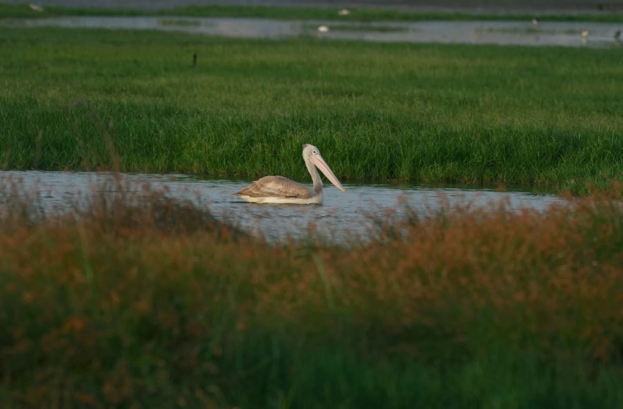 Ramsar list as wetlands of international