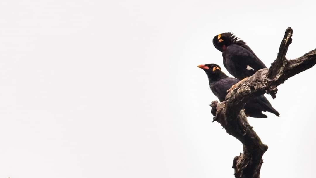 Pahari Myna state bird of Chhattisgarh