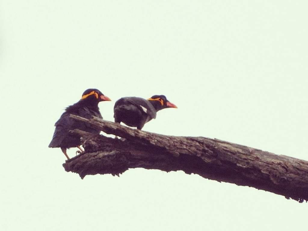 Pahari Myna state bird of Chhattisgarh