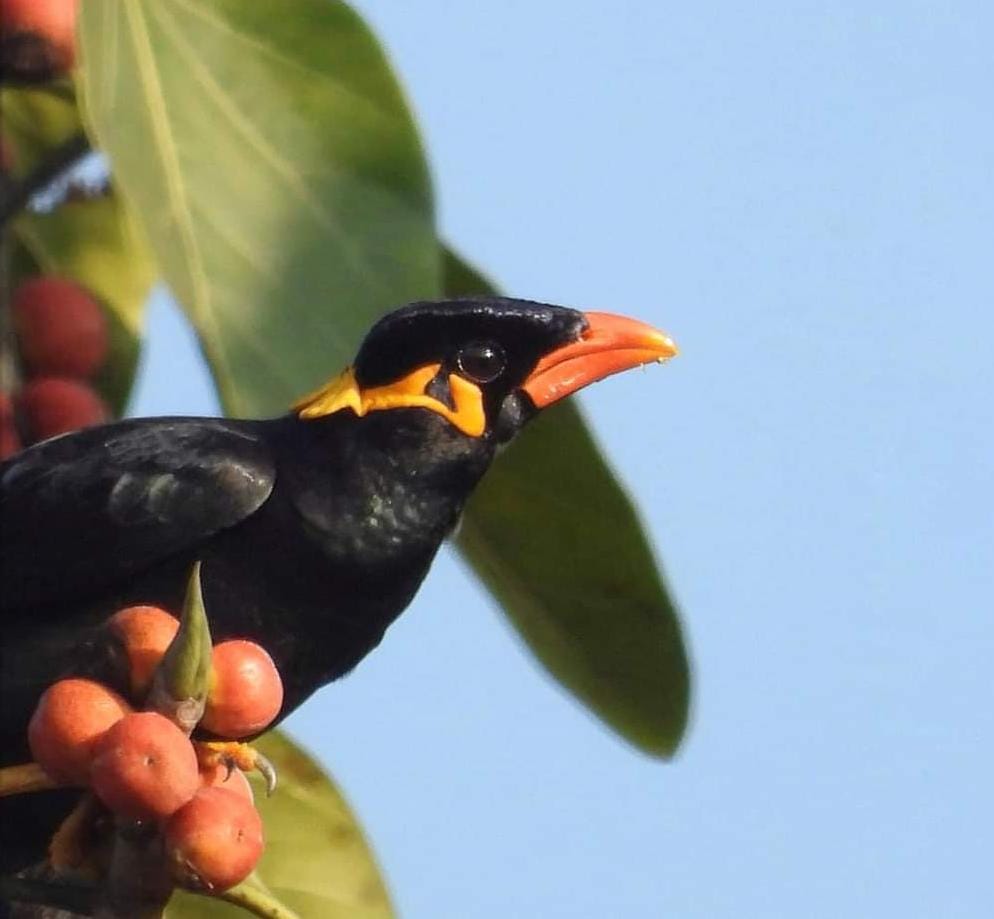 Pahari Myna state bird of Chhattisgarh