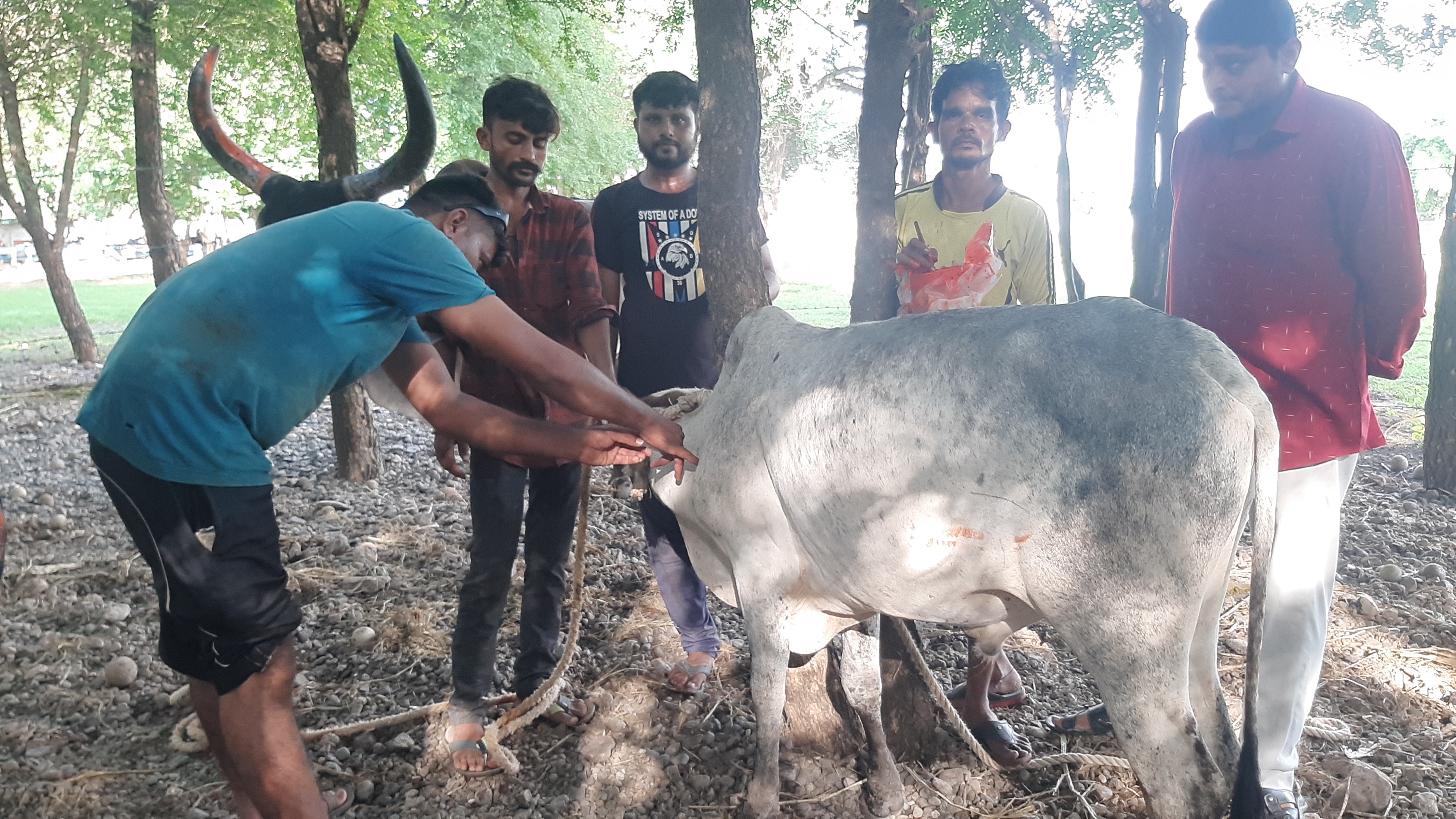 ઉપલેટામાં વાયરસની સ્થિતિ