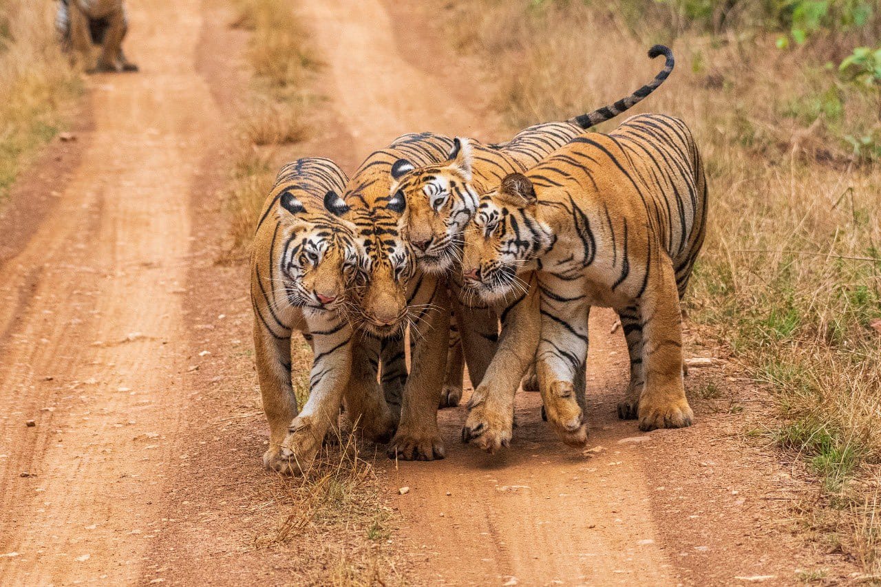 World Tiger Day