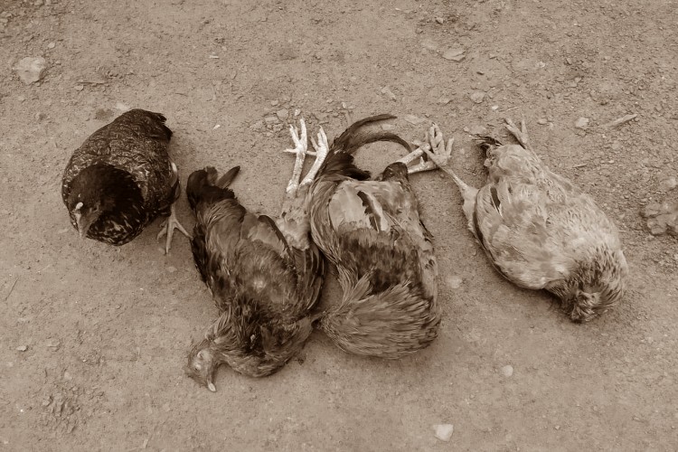 Chickens have been poisoned and killed