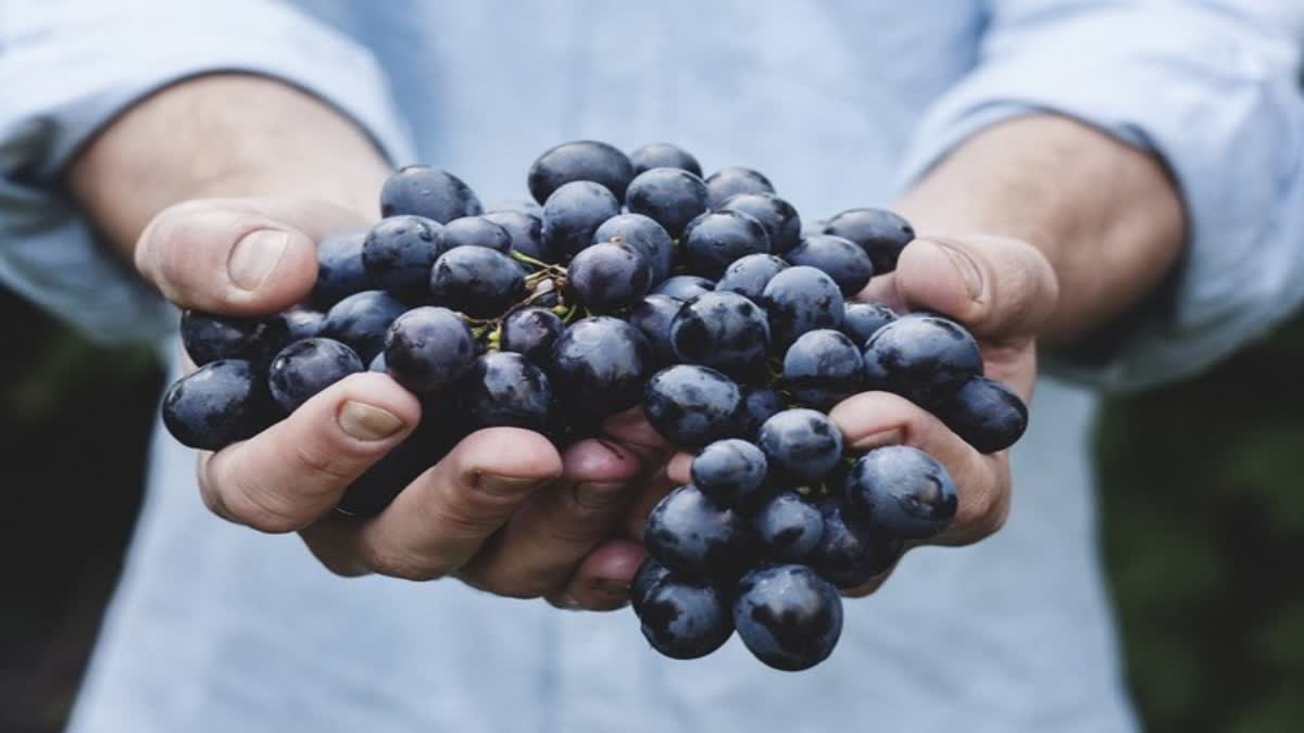 Benefits of Black Grapes in Telugu