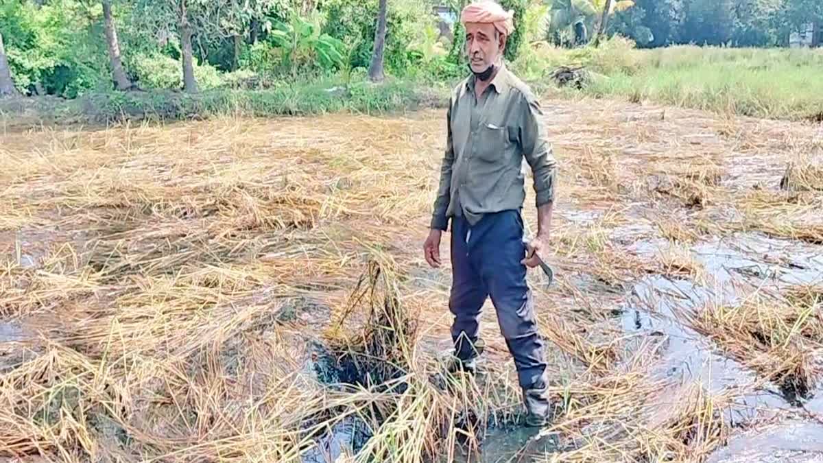 Crop Damage Due to Untimely Rains  Kannur Paddy Cultivation  Kannur Crop Damage  കണ്ണൂർ കൃഷിനാശം