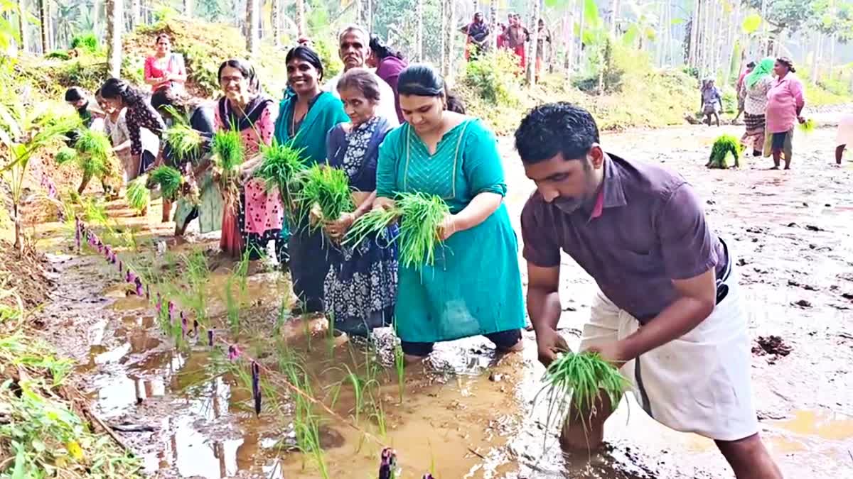 Mavoor Paddy Cultivation  പോത്തും പിടാക്കൽ വയൽ  ത്രിവേണി കൃഷിക്കൂട്ടം  Kozhikode Paddy Cultivation