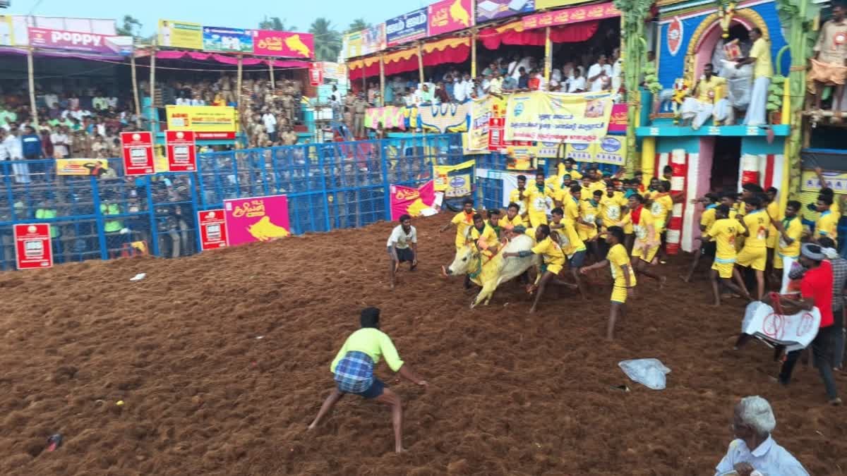 Bull taming festival Palamedu Jallikattu continues on 2nd day in Madurai
