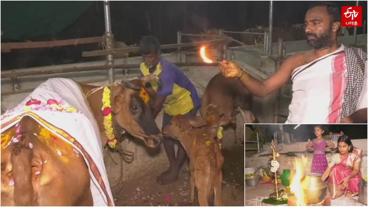 நெல்லையில் கோசாலையில் கொண்டாடப்பட்ட மாட்டுப்பொங்கல் விழா!, mattu-pongal-festival-celebration-in-cowshed-at-tirunelveli