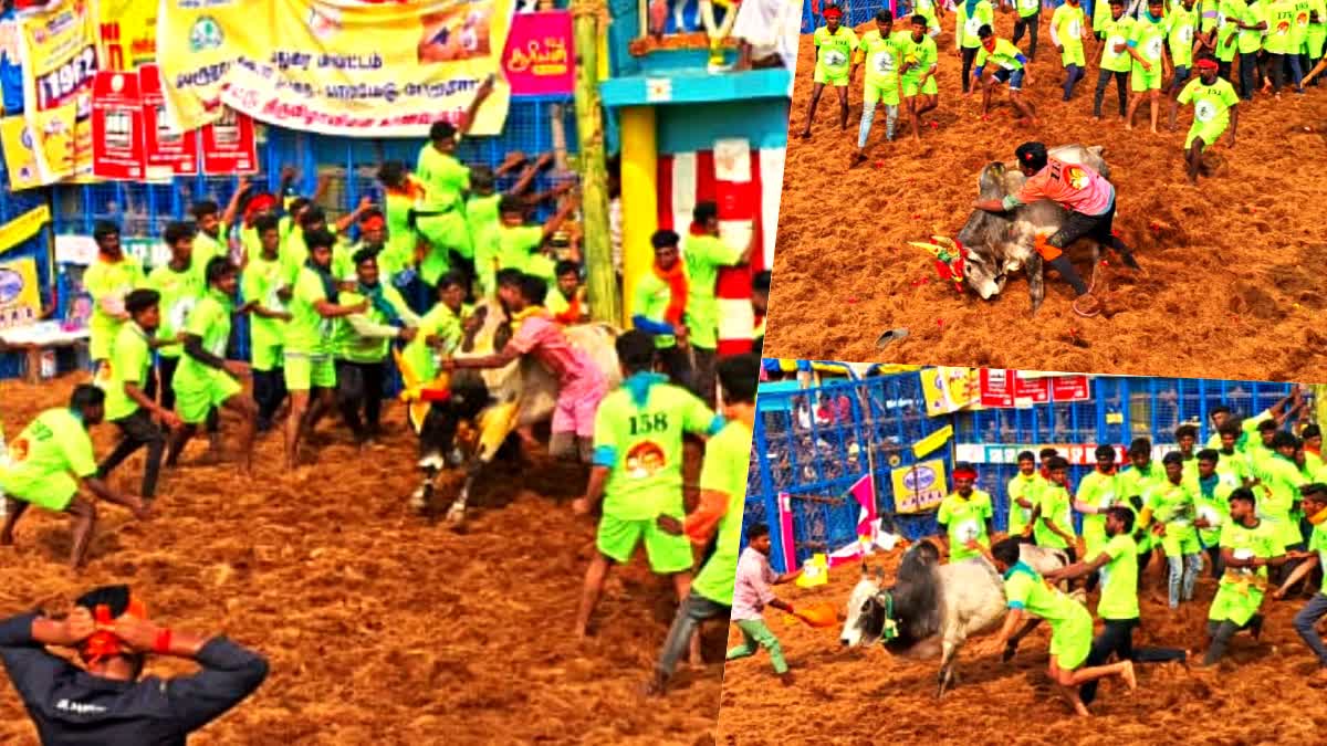 பட்டையை கிளப்பிய பாலமேடு ஜல்லிக்கட்டின் பிரத்யேக புகைப்படங்கள்!, photos-of-palamedu-jallikattu-2024