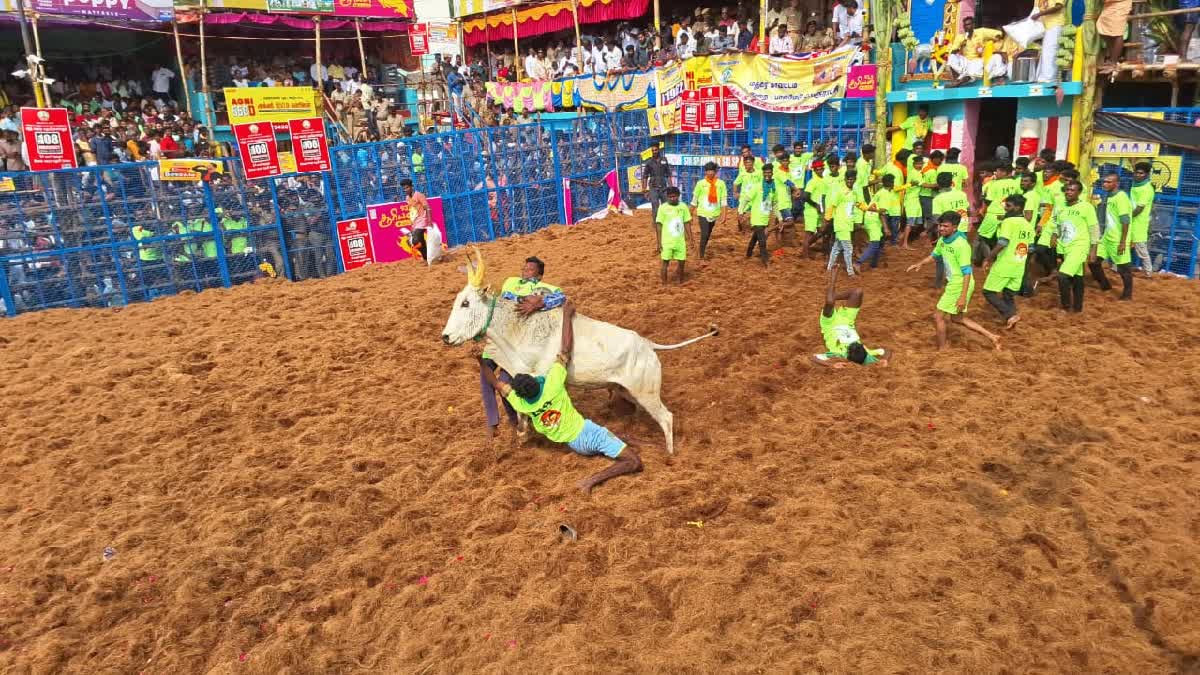 Palamedu Jallikattu