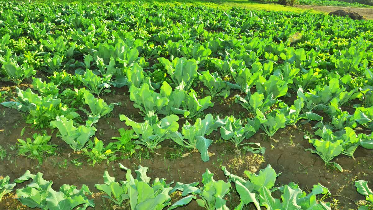 Natural farming in Lahaul Spiti, Kullu Natural Farming