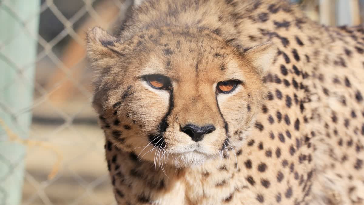 Another cheetah death
