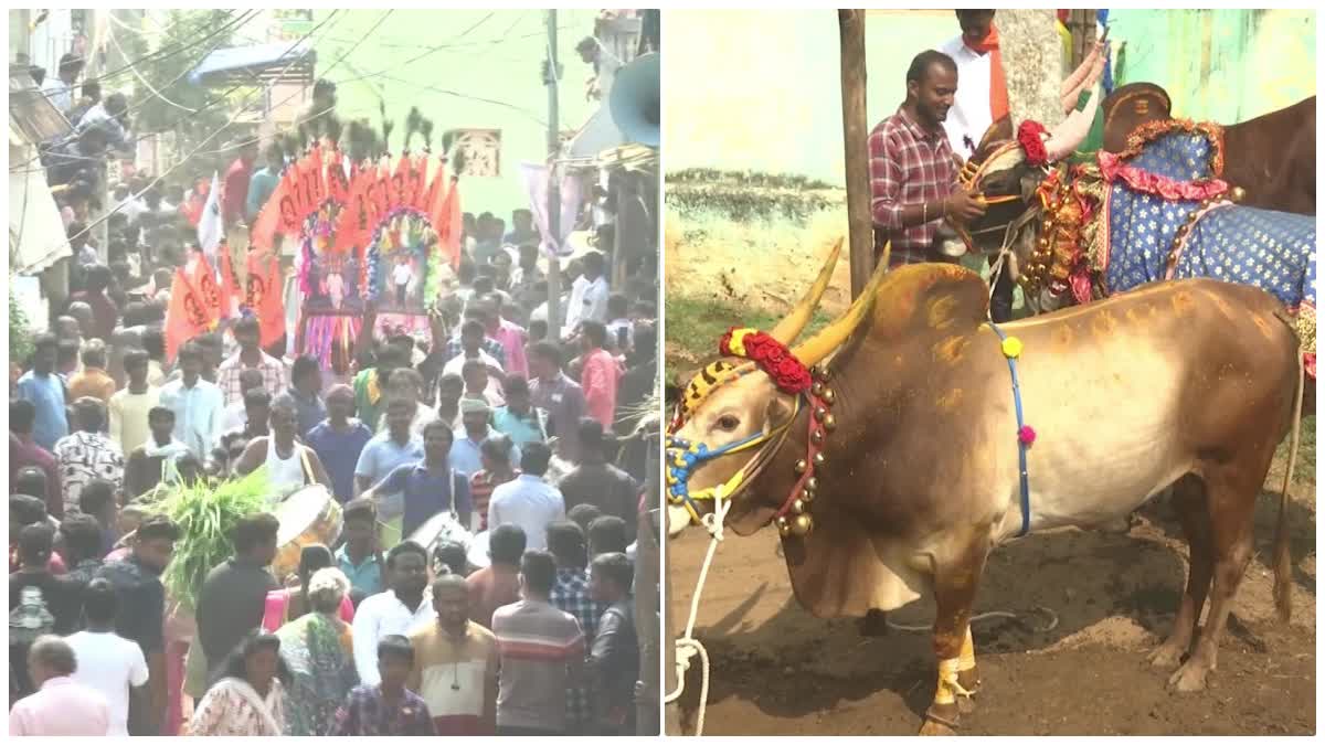 Jallikattu_In_Tirupathi_District