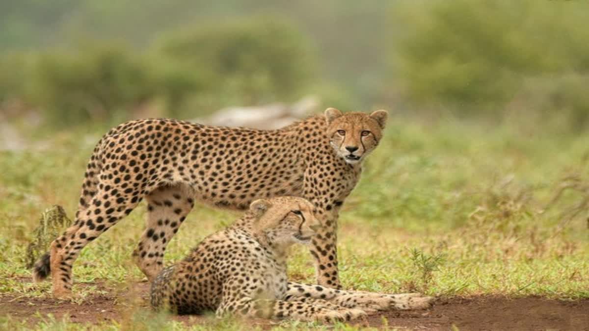 10th Cheetah Dies At Kuno National Park In Madhya Pradesh