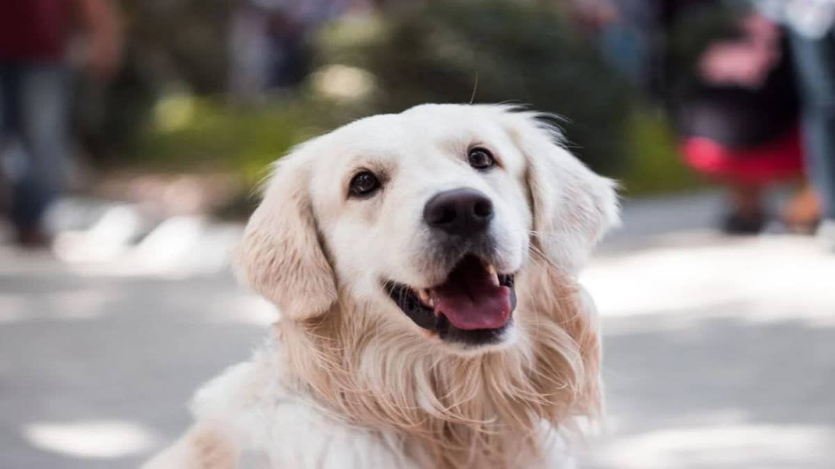 The record for the oldest dog ever held by a Portuguese dog that passed away last year has reportedly been suspended by Guinness World Records. Some vets questioned his age, prompting the newspaper to announce that it was evaluating the title.