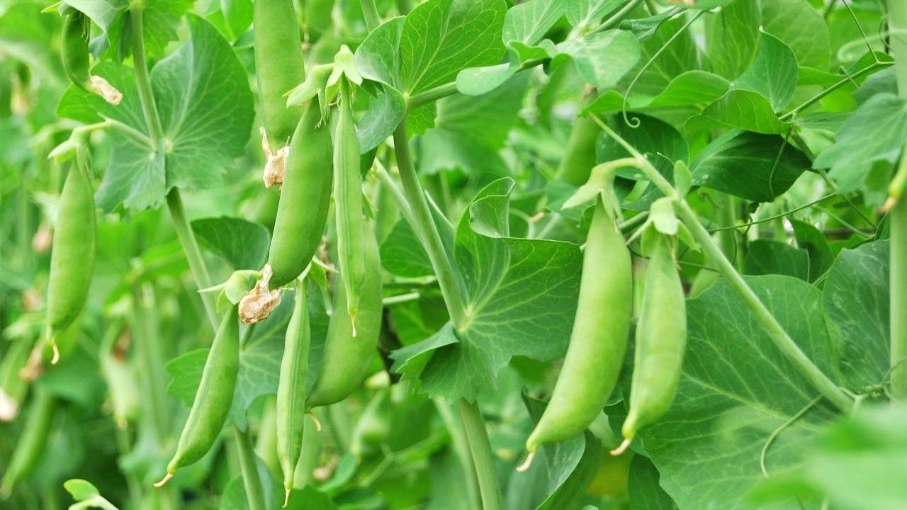 Natural farming in Lahaul Spiti, Kullu Natural Farming